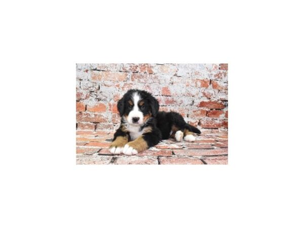 Bernese Mountain Dog-DOG-Male-Black Rust and White-28184-Petland Lake St. Louis & Fenton, MO