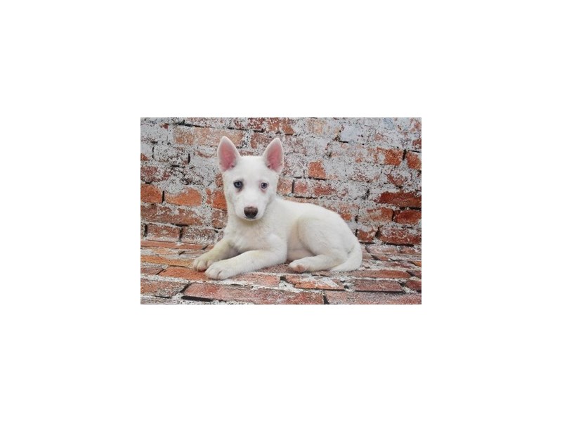 Siberian Husky-DOG-Female-White-4100068-Petland St. Louis, & Fenton Missouri