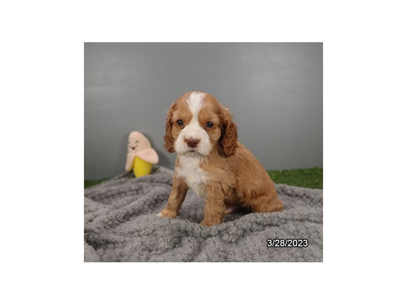 Cocker Spaniel-DOG-Male-Buff-4102289-Petland St. Louis, & Fenton Missouri