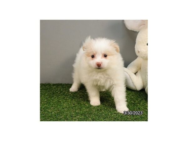 Pomeranian-Dog-Female-Cream / White-937-Petland Lake St. Louis & Fenton, MO
