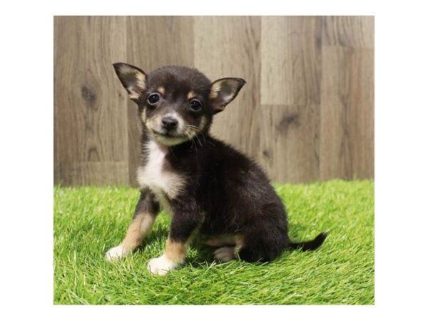 Chihuahua DOG Male Black / Tan 28193 Petland Lake St. Louis & Fenton, MO