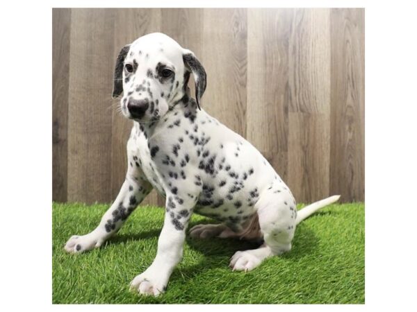 Dalmatian-DOG-Male-Black / White-28194-Petland Lake St. Louis & Fenton, MO