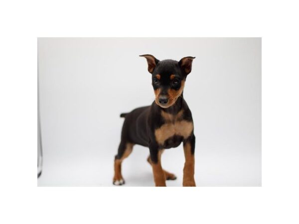 Miniature Pinscher-DOG-Female-Black / Rust-28200-Petland Lake St. Louis & Fenton, MO