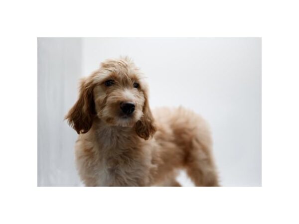 Mini Goldendoodle-DOG-Female-Red-28202-Petland Lake St. Louis & Fenton, MO