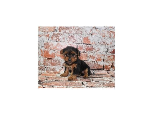 Yorkshire Terrier-DOG-Female-Black and Gold-944-Petland Lake St. Louis & Fenton, MO