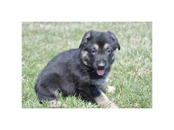 German Shepherd Dog-DOG-Male-Black / Tan-28210-Petland Lake St. Louis & Fenton, MO