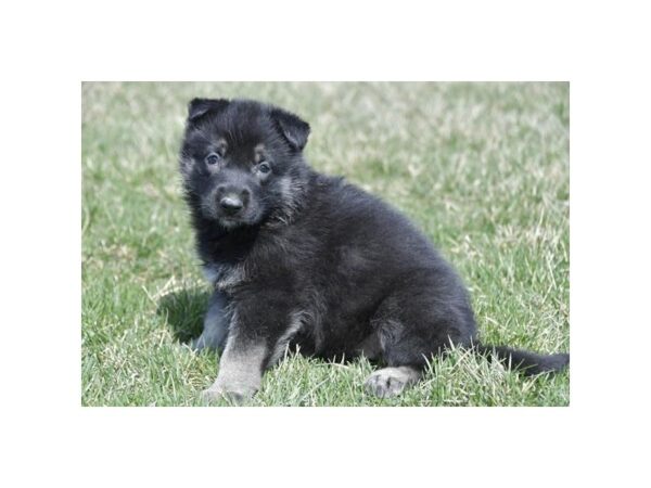 German Shepherd Dog-DOG-Female-Black / Tan-946-Petland Lake St. Louis & Fenton, MO