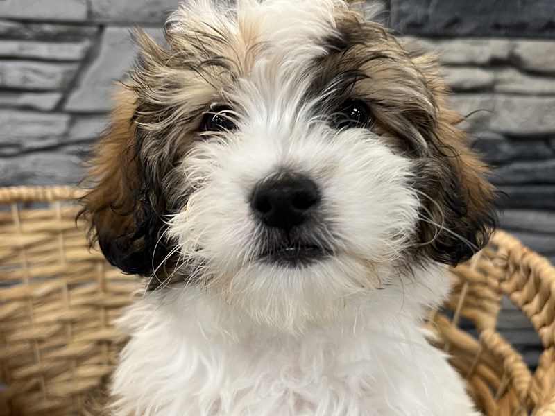 Maltipoo Puppy Brown / White ID:938 Located at Petland Lake St