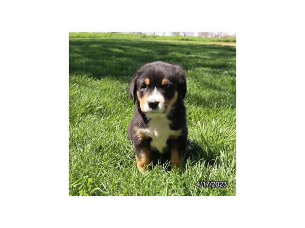 Greater Swiss Mountain Dog-DOG-Male-Black, White / Red-28216-Petland Lake St. Louis & Fenton, MO
