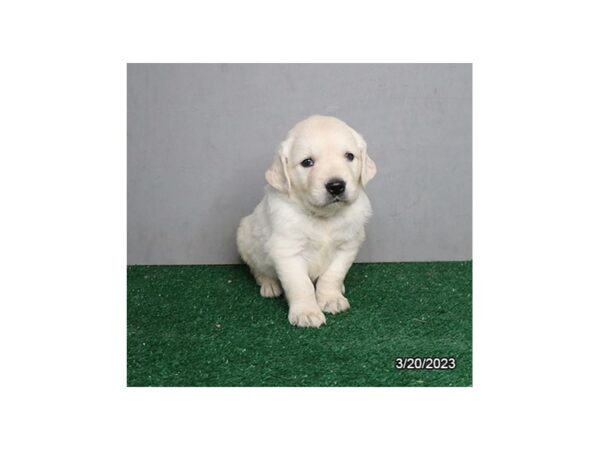 Golden Retriever-DOG-Male-Cream-953-Petland Lake St. Louis & Fenton, MO