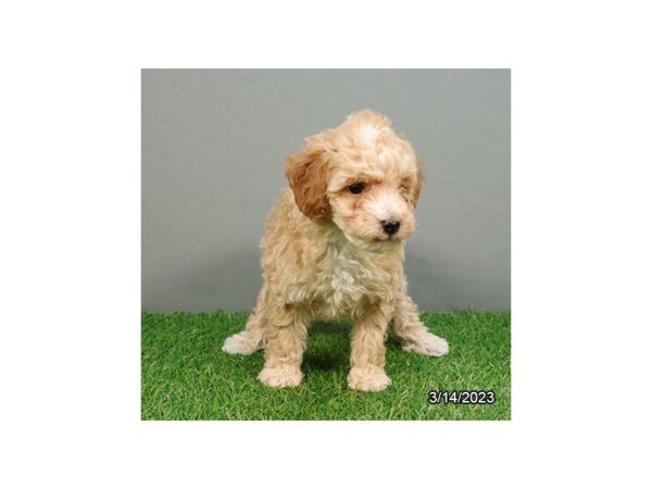 Poodle Mini-DOG-Female-Cream-955-Petland Lake St. Louis & Fenton, MO