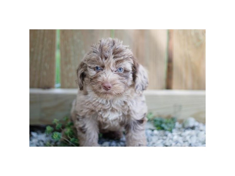 Labradoodle-DOG-Female-Chocolate Merle-4117783-Petland St. Louis, & Fenton Missouri