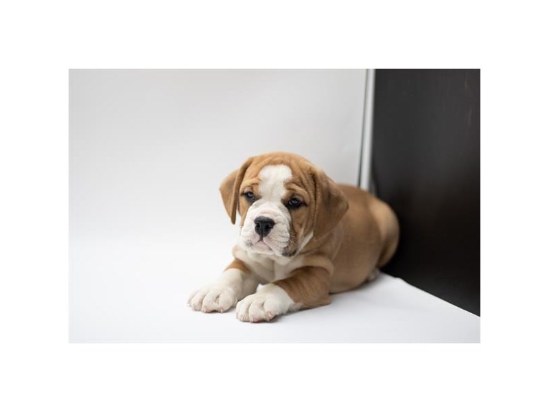 Beabull-DOG-Male-Red / White-4117825-Petland St. Louis, & Fenton Missouri