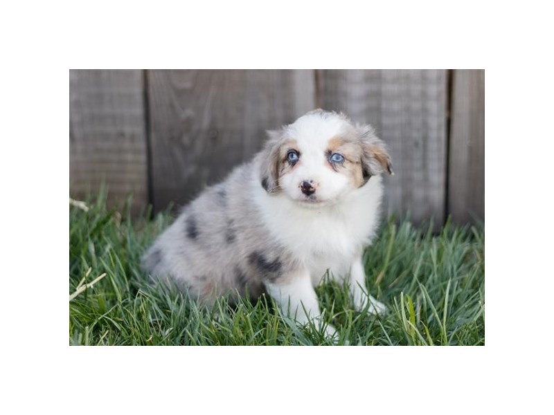 Miniature Australian Shepherd-DOG-Female-Blue Merle-4117828-Petland St. Louis, & Fenton Missouri