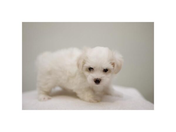 Coton De Tulear-Dog-Female-White-28224-Petland Lake St. Louis & Fenton, MO