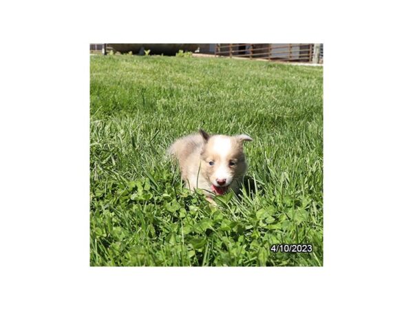 Shetland Sheepdog-Dog-Female-Red Merle-28239-Petland Lake St. Louis & Fenton, MO