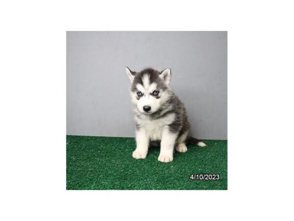 Siberian Husky-Dog-Male-Black / White-28240-Petland Lake St. Louis & Fenton, MO