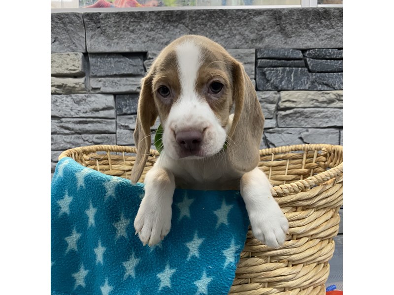Beagle-DOG-Male-Lilac / Tan-4120351-Petland St. Louis, & Fenton Missouri