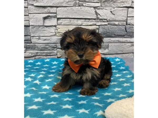 Yorkshire Terrier-Dog-Male-Black and Gold-967-Petland Lake St. Louis & Fenton, MO