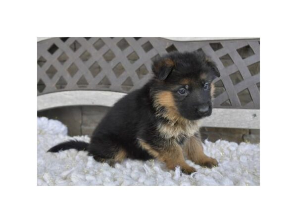 German Shepherd Dog-Dog-Male-Black / Tan-28253-Petland Lake St. Louis & Fenton, MO