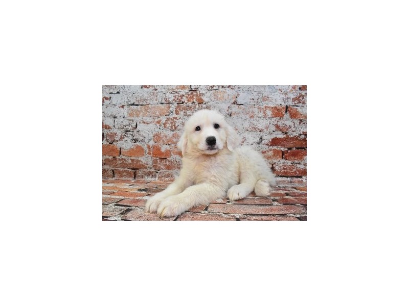Great Pyrenees-DOG-Male-White-4129423-Petland St. Louis, & Fenton Missouri