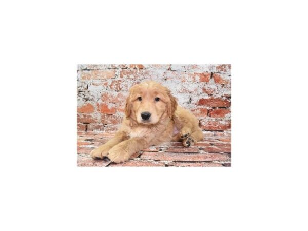 Golden Retriever-Dog-Male-Golden-28258-Petland Lake St. Louis & Fenton, MO