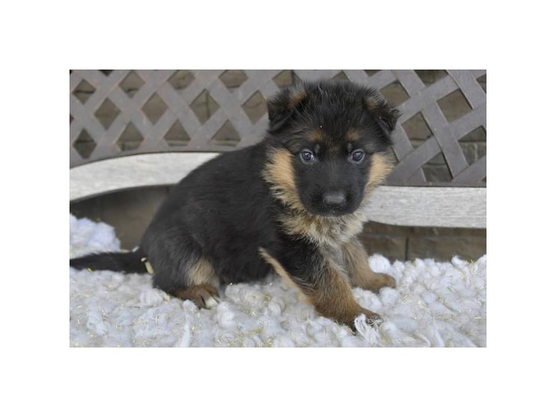 German Shepherd Dog-Female-Black / Tan-4131371-Petland St. Louis, & Fenton Missouri
