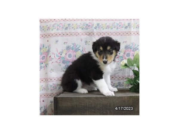 Collie-Dog-Female-Black White / Tan-1007-Petland Lake St. Louis & Fenton, MO