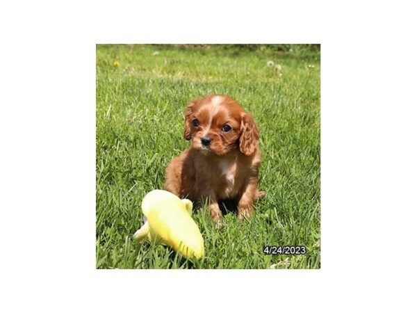 Cavalier King Charles Spaniel Dog Male Ruby 28262 Petland Lake St. Louis & Fenton, MO