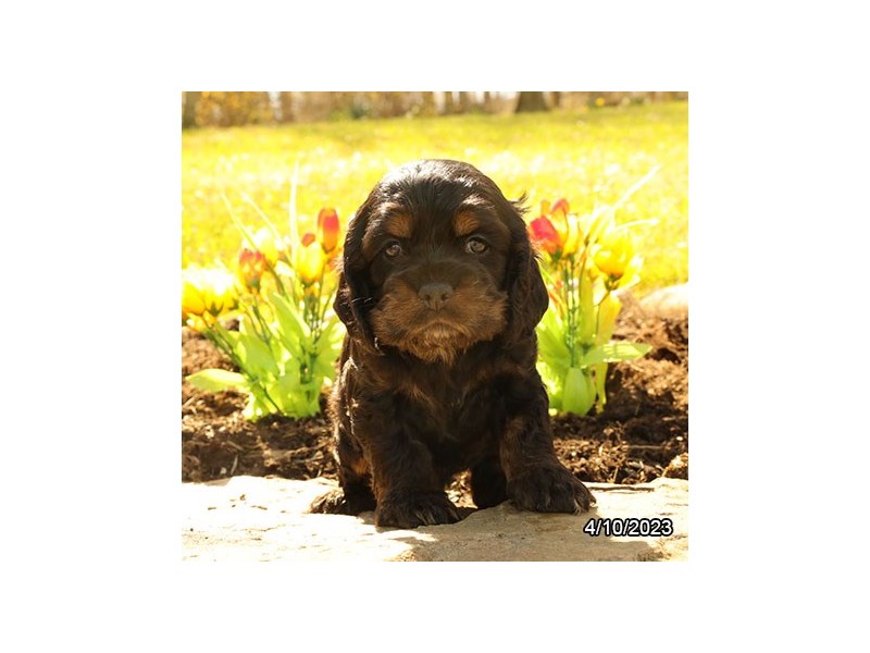 Cocker Spaniel-DOG-Male-Black / Tan-4131403-Petland St. Louis, & Fenton Missouri
