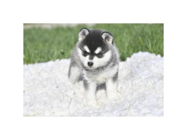 Alaskan Klee Kai-Dog-Female-Black / White-1016-Petland Lake St. Louis & Fenton, MO
