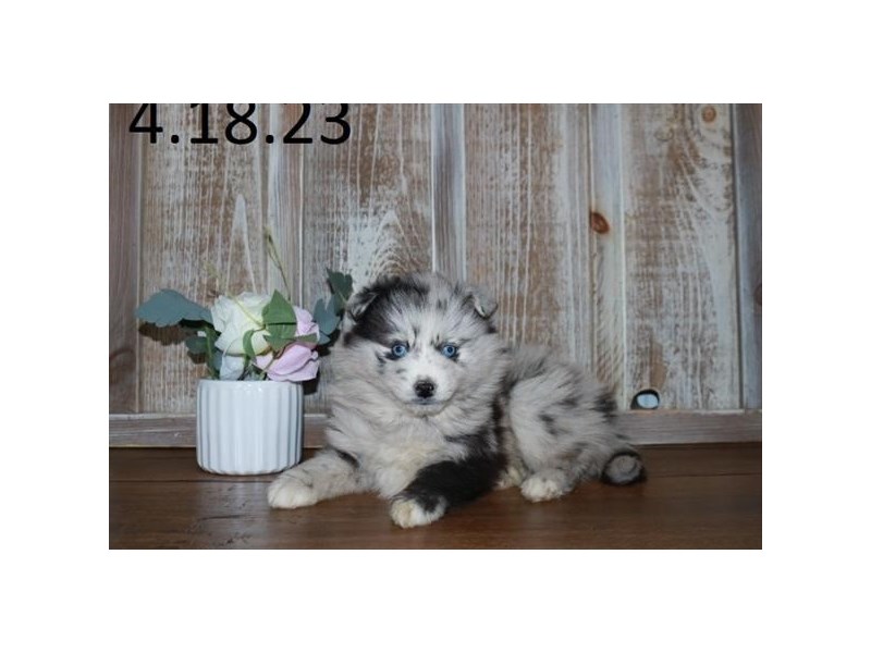 Pomsky-DOG-Female-Blue Merle-4138627-Petland St. Louis, & Fenton Missouri