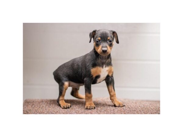 Miniature Pinscher-Dog-Male-Black / Rust-28289-Petland Lake St. Louis & Fenton, MO