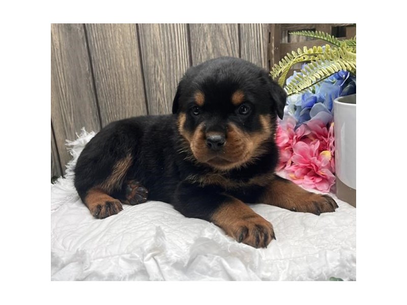 Rottweiler Small Animal Black / Tan ID:28291 Located at Petland Lake St ...