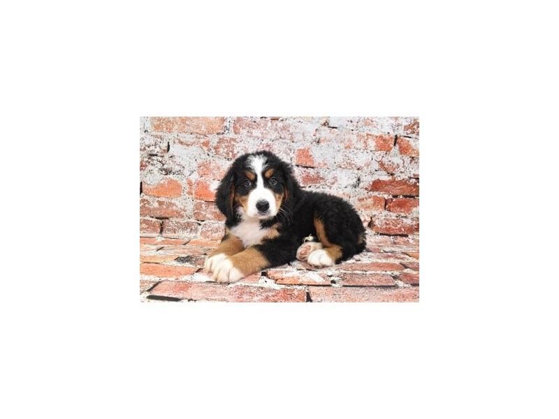 Bernese Mountain Dog-Female-Black Rust and White-4146621-Petland St. Louis, & Fenton Missouri