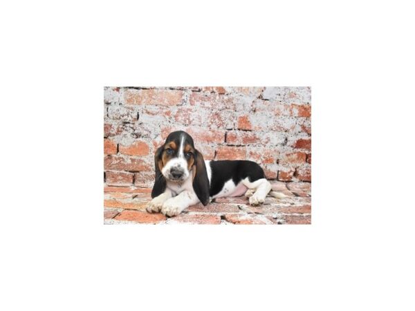 Basset Hound-Dog-Male-Black White and Tan-28298-Petland Lake St. Louis & Fenton, MO