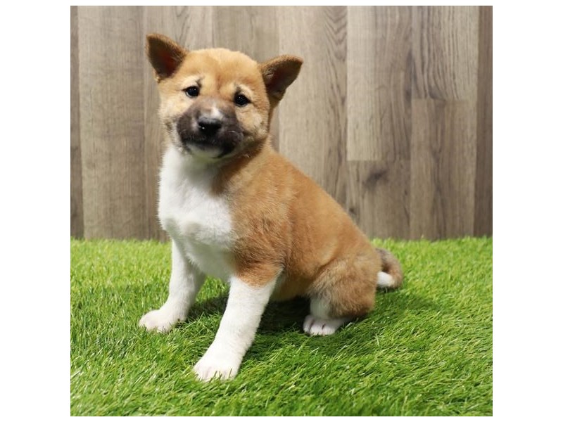 Shiba Inu Small Animal Red Sesame ID:28310 Located at Petland Lake