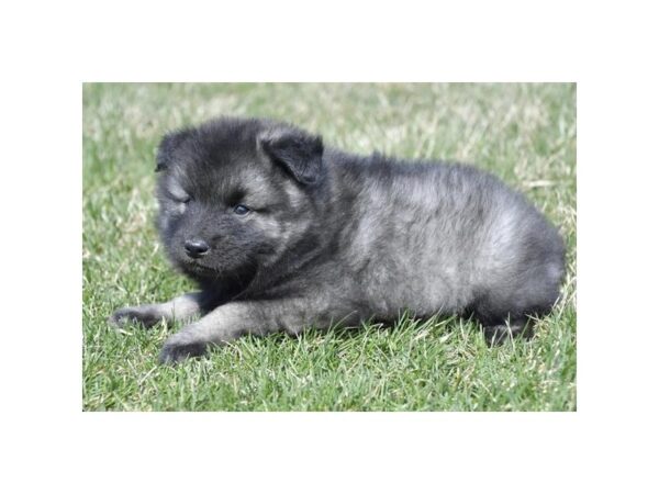 Keeshond-Dog-Male-Black / Silver-28230-Petland Lake St. Louis & Fenton, MO