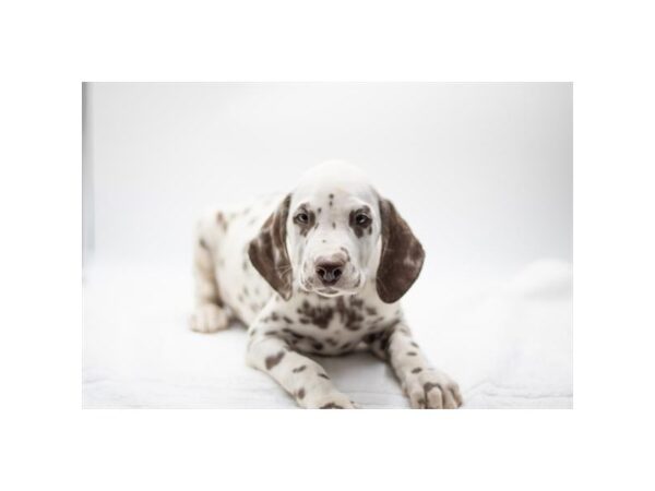 Dalmatian-Dog-Male-Liver / White-991-Petland Lake St. Louis & Fenton, MO