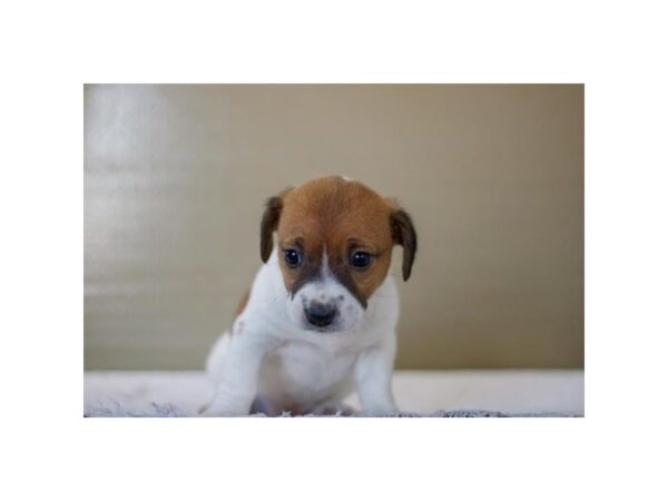 Jack Russell Terrier-Dog-Female-Brown / White-998-Petland Lake St. Louis & Fenton, MO