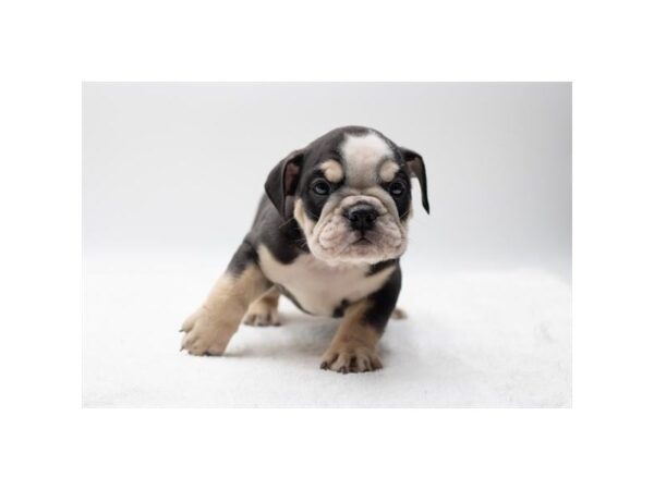 English Bulldog-Dog-Male-Black Tan / White-1019-Petland Lake St. Louis & Fenton, MO