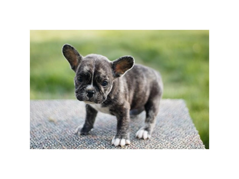 frenchbulldogぺージ Amazon.com: Cute Watercolor French Bulldog Jigsaw Puzzles