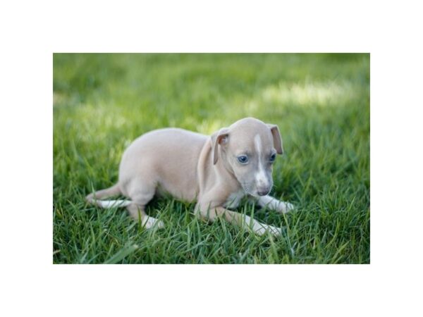 Italian Greyhound-Dog-Male-Blue Fawn-1023-Petland Lake St. Louis & Fenton, MO