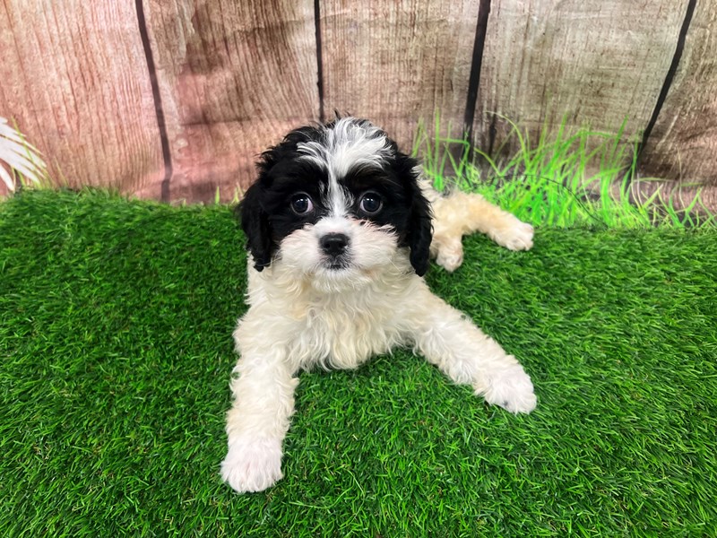 Cavapoo Small Animal Black / White ID:28277 Located at Petland Lake St ...