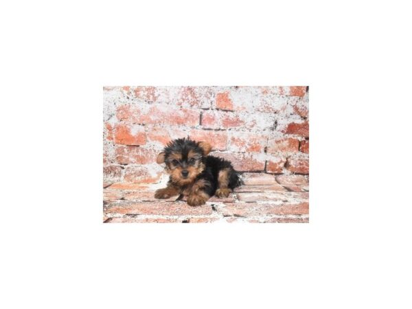 Yorkshire Terrier-Dog-Female-Black and Gold-1034-Petland Lake St. Louis & Fenton, MO