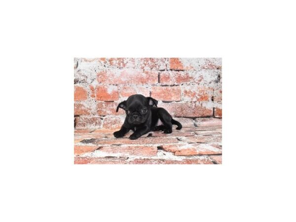 Pug-Dog-Male-Black-28301-Petland Lake St. Louis & Fenton, MO