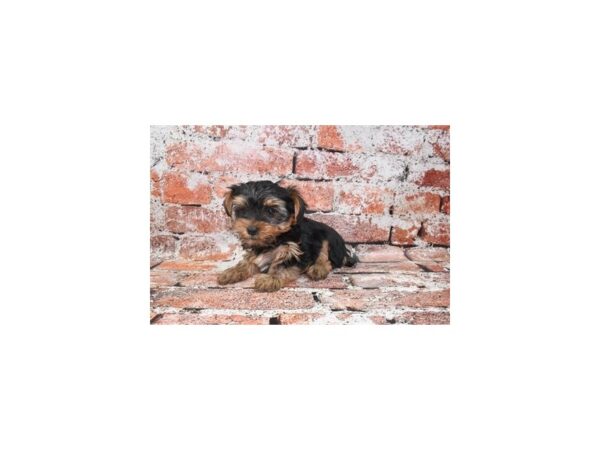 Yorkshire Terrier-Dog-Male-Black and Tan-1050-Petland Lake St. Louis & Fenton, MO