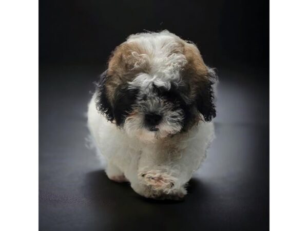 Teddy Bear-Dog-Female-Black White / Brown-28322-Petland Lake St. Louis & Fenton, MO