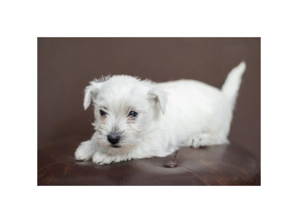 West Highland White Terrier Dog Female White 28320 Petland Lake St. Louis & Fenton, MO