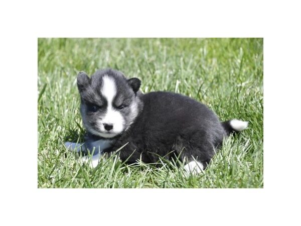 Huskimo-Dog-Female-Black / White-1062-Petland Lake St. Louis & Fenton, MO